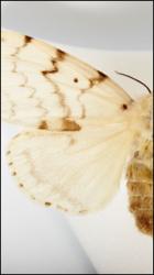 Butterfly - Limantria dispar